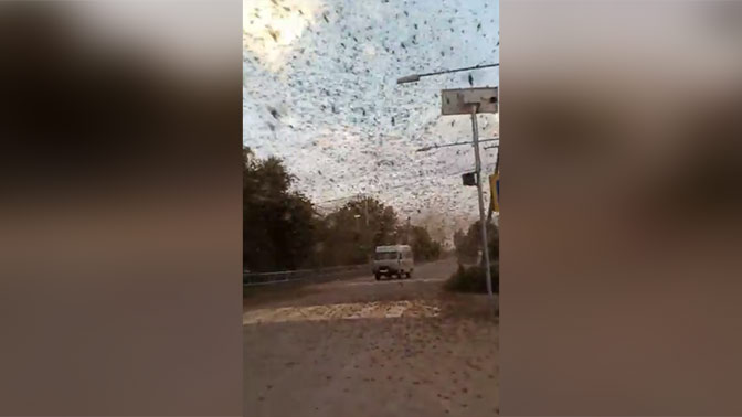 передача юноша саранча смерч врач. гниненко юрий иванович. саранча олег алексеевич. передача юноша саранча смерч врач. русский язык 6 класс бреусенко.