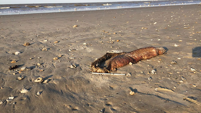 Ученые определили, что за чудовище выбросило на пляж после урагана