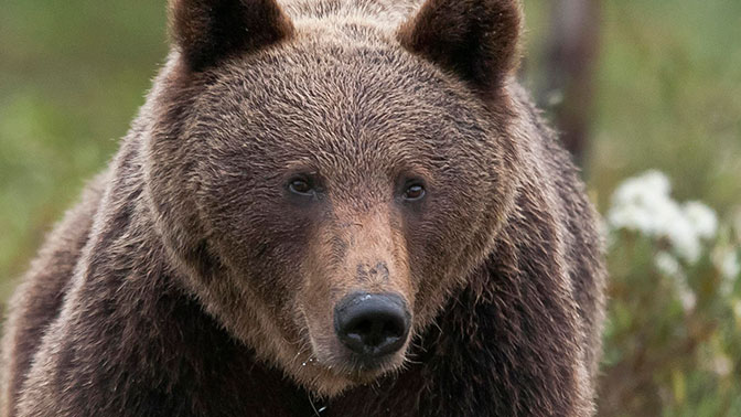 Агрессивную медведицу застрелили на территории завода в Тобольске