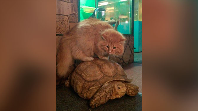 Кот Батон задержал убегавших из иркутского зоопарка черепах Шрека и Фиону