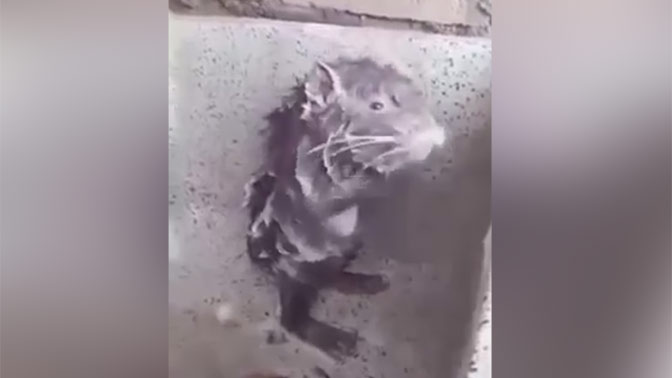 Крыса моется под душем как человек: видео.