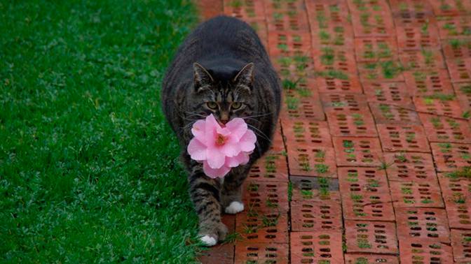 Упитанная кошка дарит хозяйке цветы из-за неспособности ловить мышей