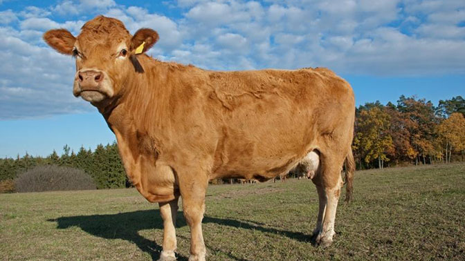 Филолог объяснил, почему мясо коровы называют говядиной