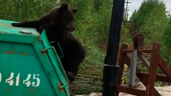 Проголодавшегося медведя запрут бывало в дальней комнате