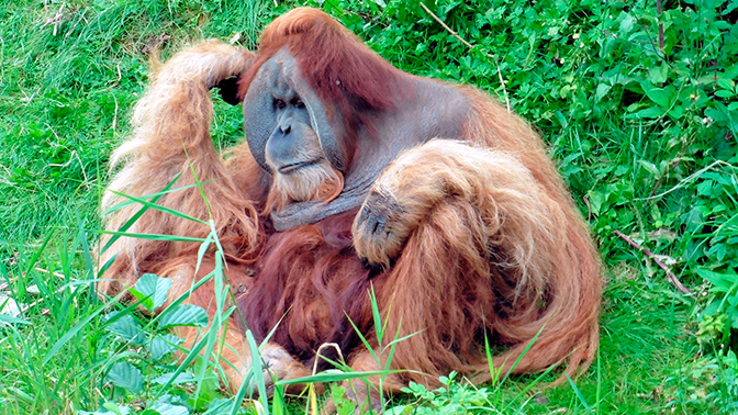 Ученые рассказали о способности орангутангов принимать взвешенные решения